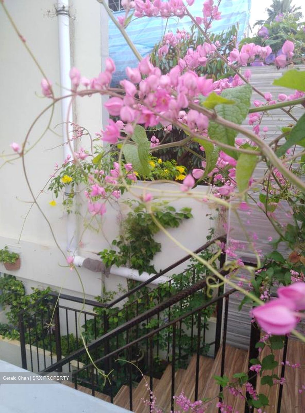 Nanyang Park (D19), Terrace #461473171